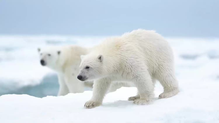 Polar Bear Poster
