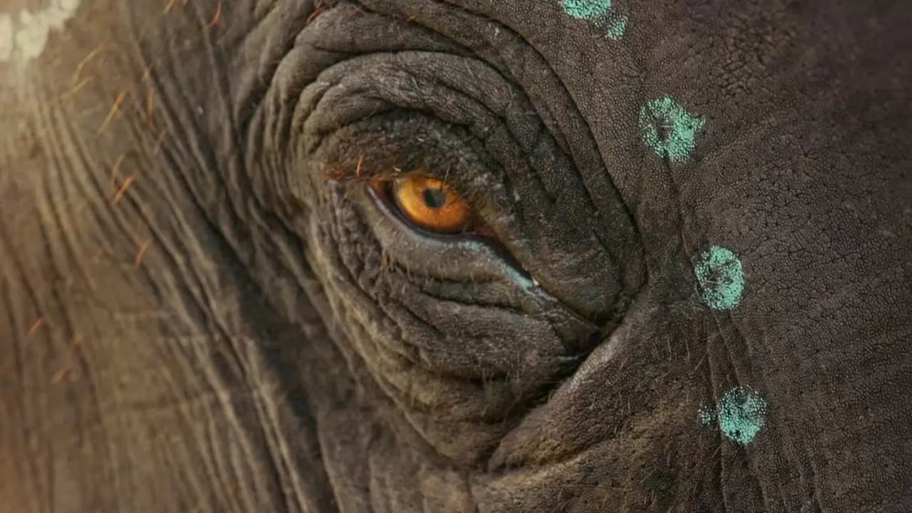 The Elephant Whisperers Backdrop
