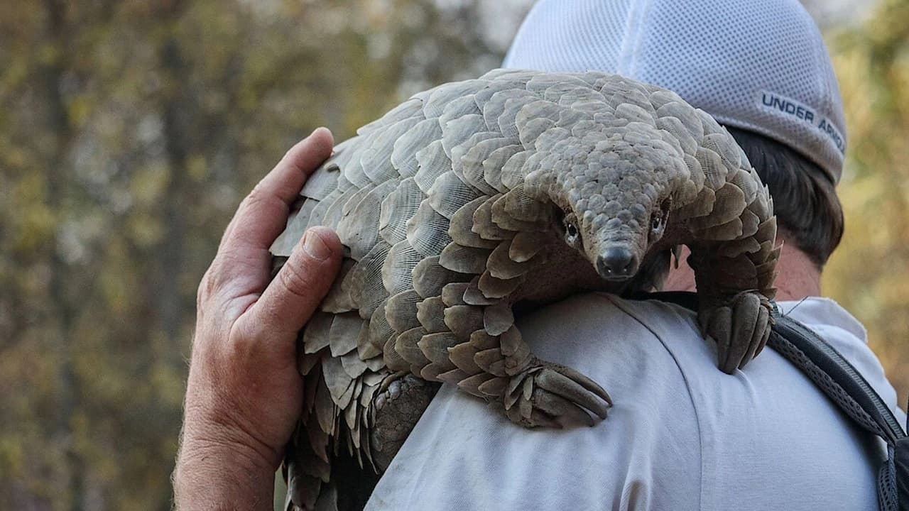 Pangolin: Kulu's Journey Backdrop