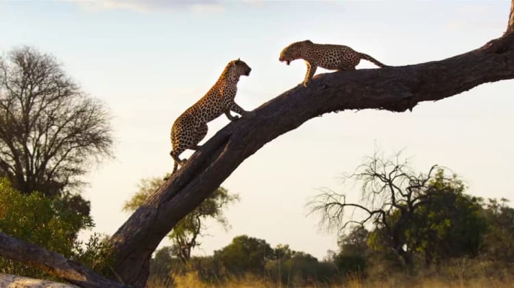 Living with Leopards Poster