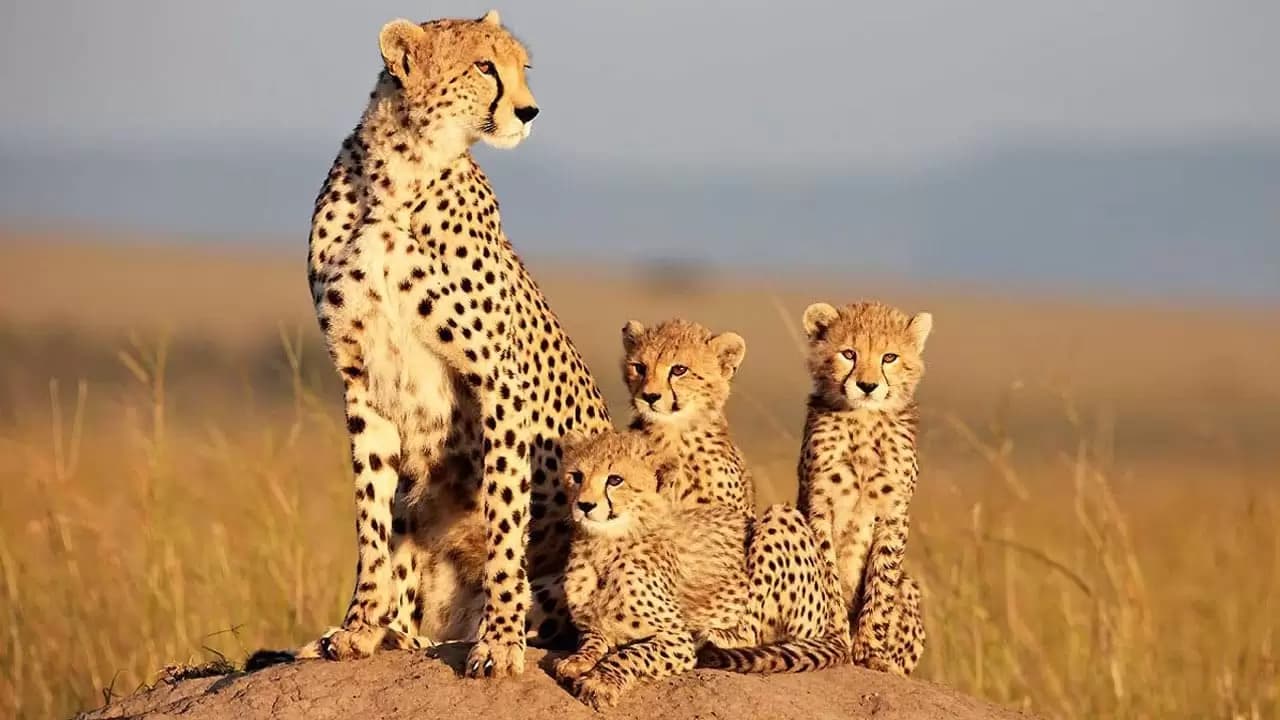 African Cats Backdrop