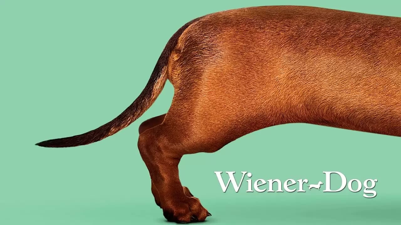 Wiener-Dog Backdrop