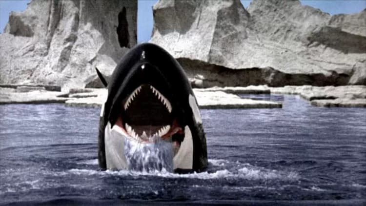 Orca Poster