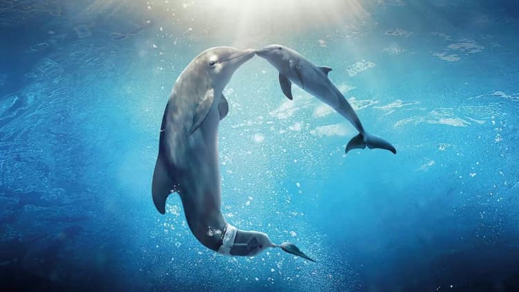 Dolphin Tale 2 Poster