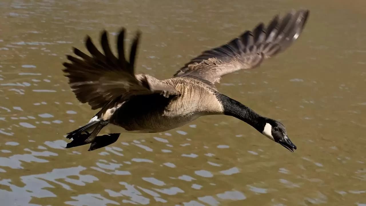 Winged Migration Backdrop
