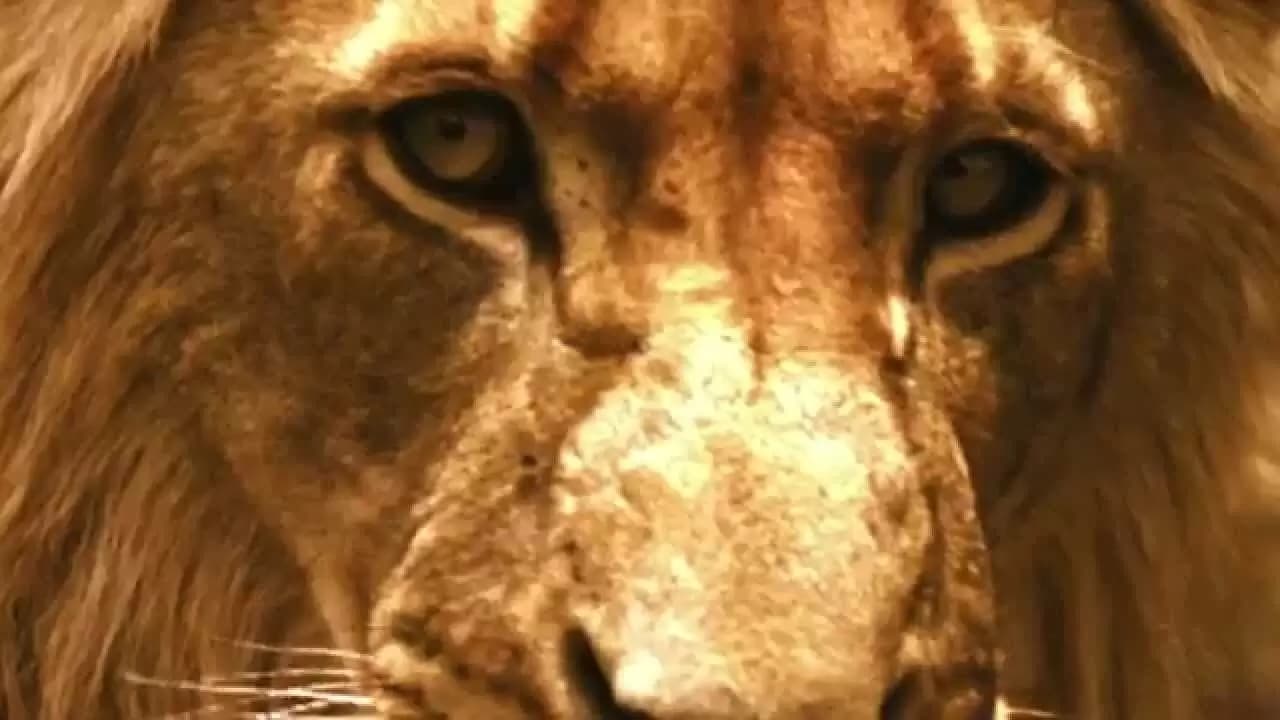Brothers in Blood: The Lions of Sabi Sand Backdrop