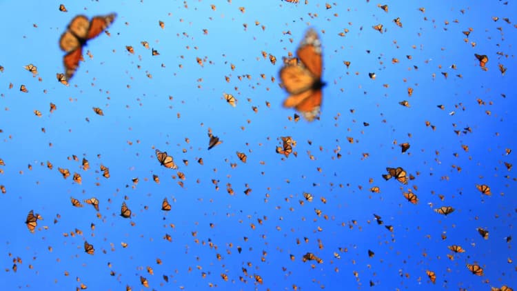 Flight of the Butterflies Poster