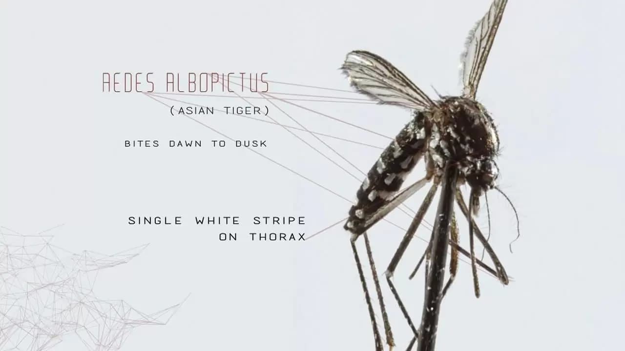 Mosquito Backdrop
