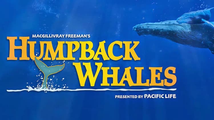 Humpback Whales Poster