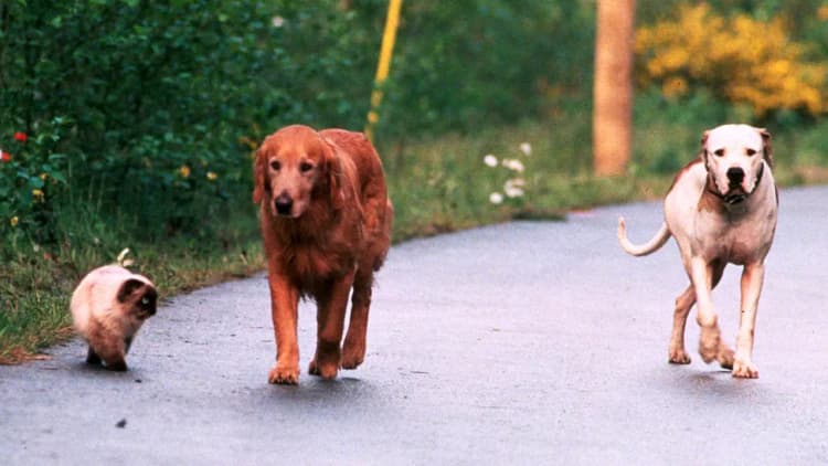 Homeward Bound II: Lost in San Francisco Poster
