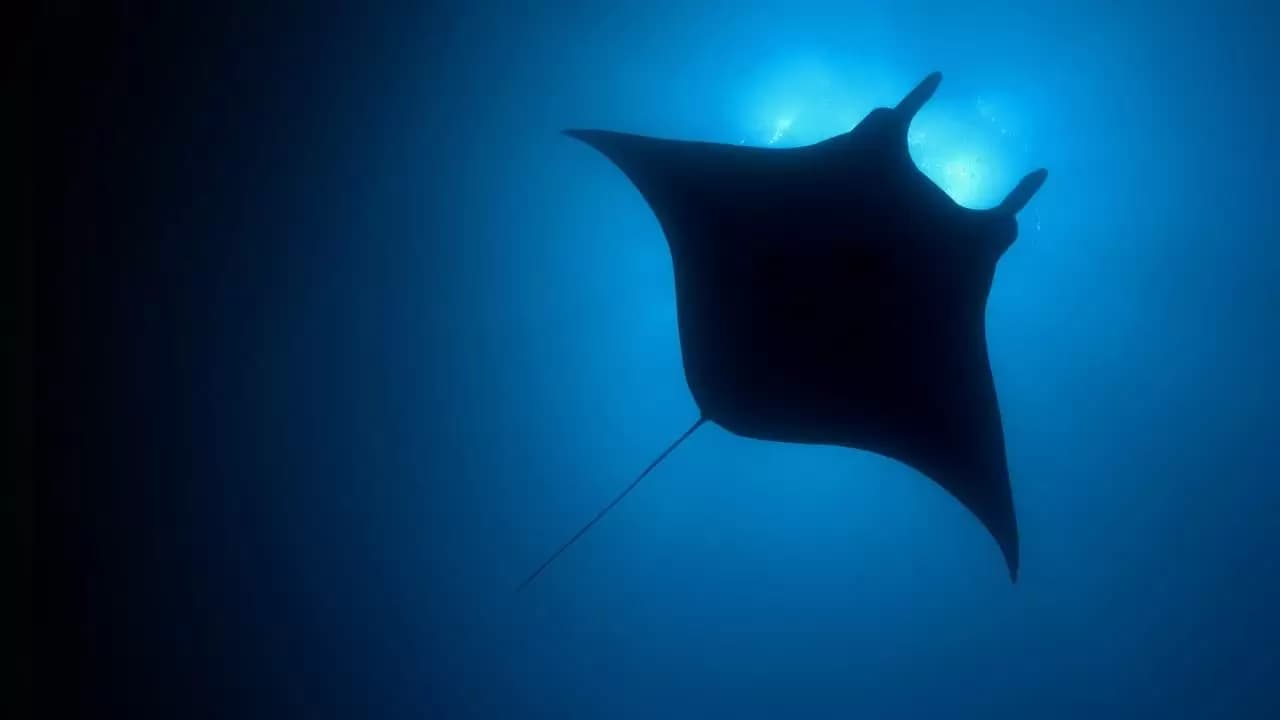 The Blue Planet Backdrop