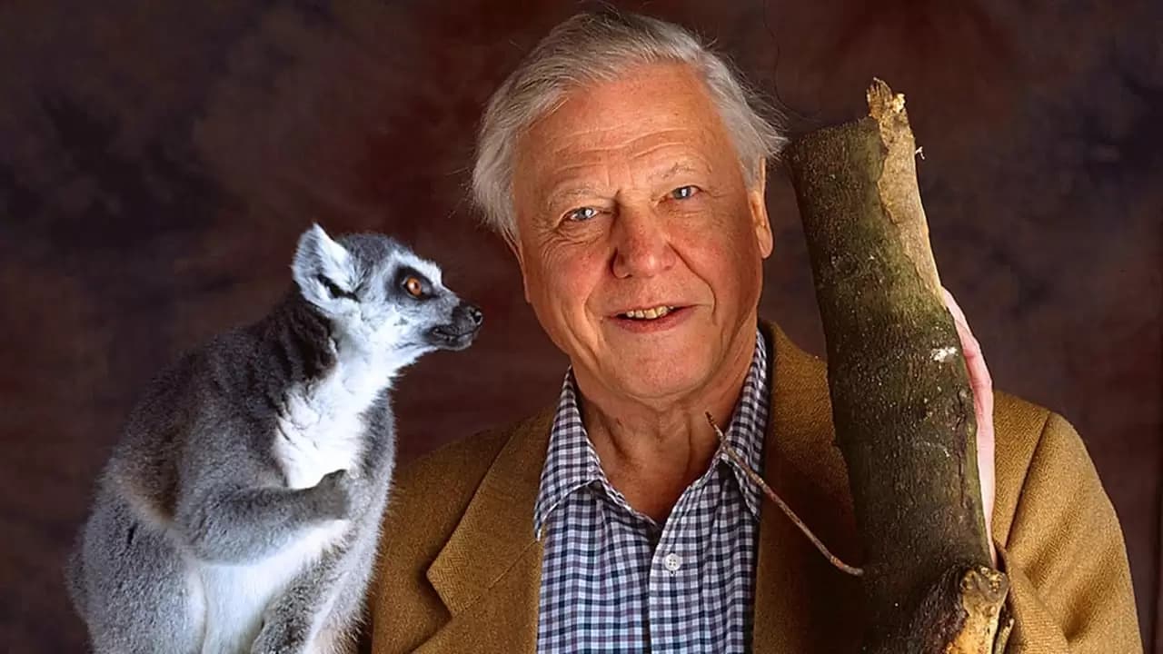 The Life of Mammals Backdrop