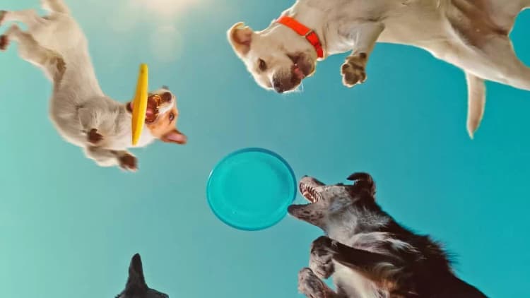 Inside the Mind of a Dog Poster