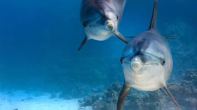 Dolphin Reef Poster