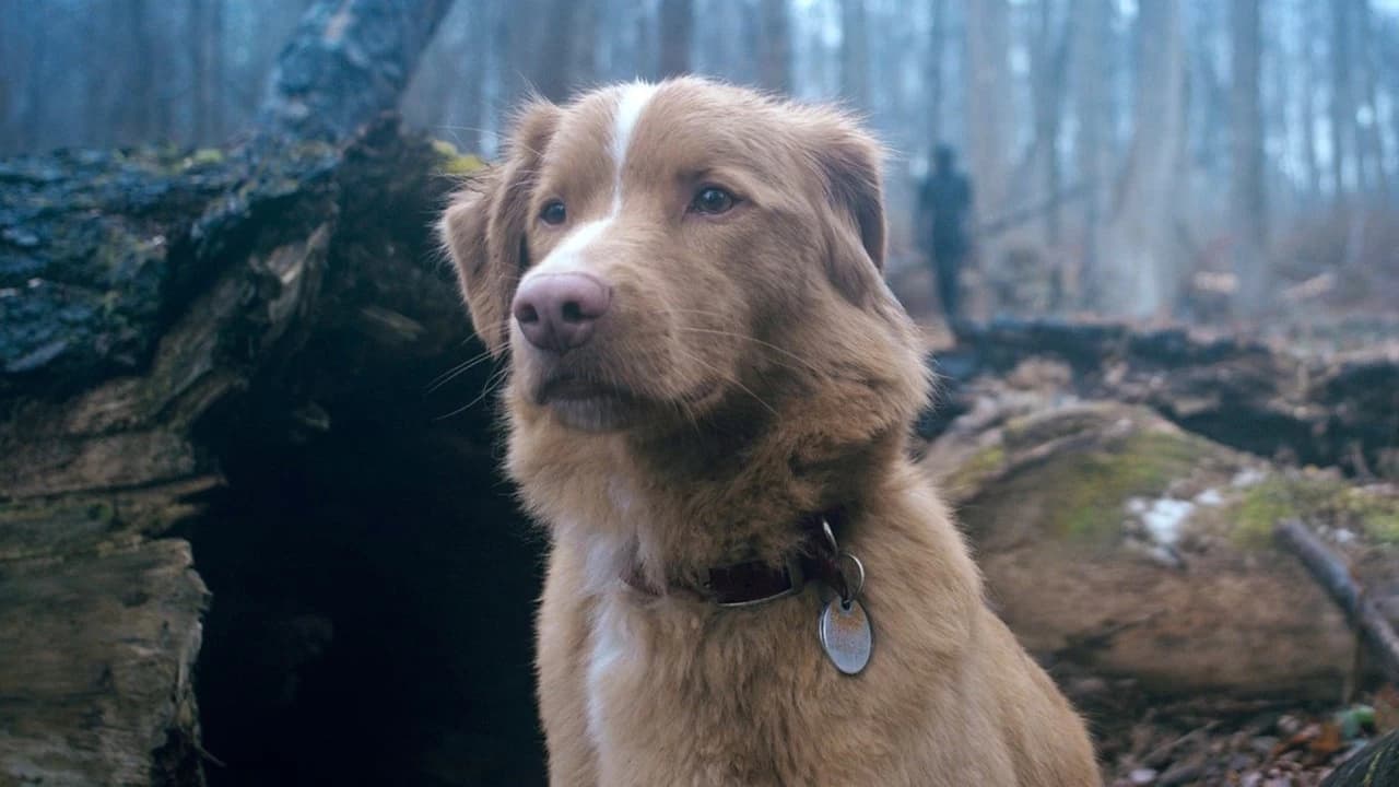 Good Boy Backdrop