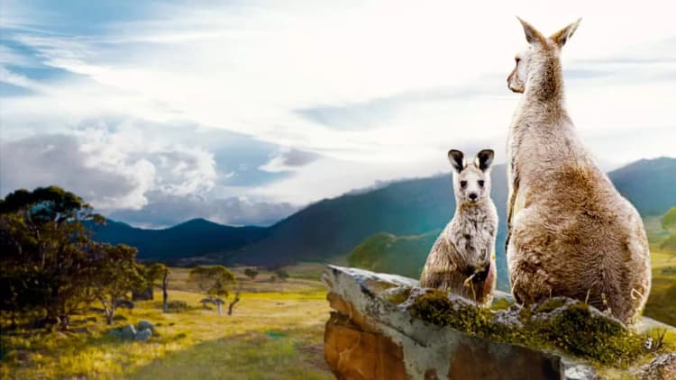 Kangaroo Valley Poster