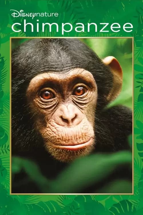 Chimpanzee Poster