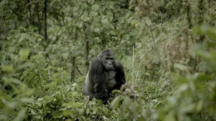 Silverback Poster