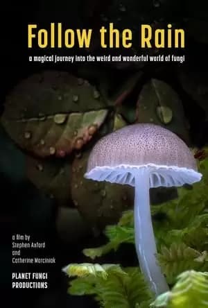 Follow the Rain Poster